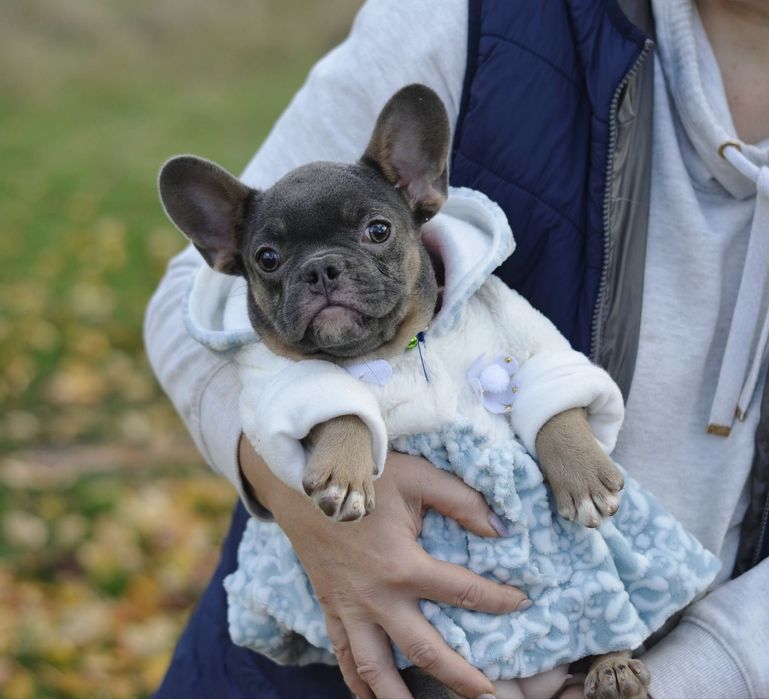 Дівчинка в кольорі Blue tan