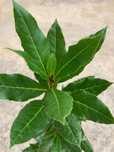 Loureiros - Laurus Nobilis