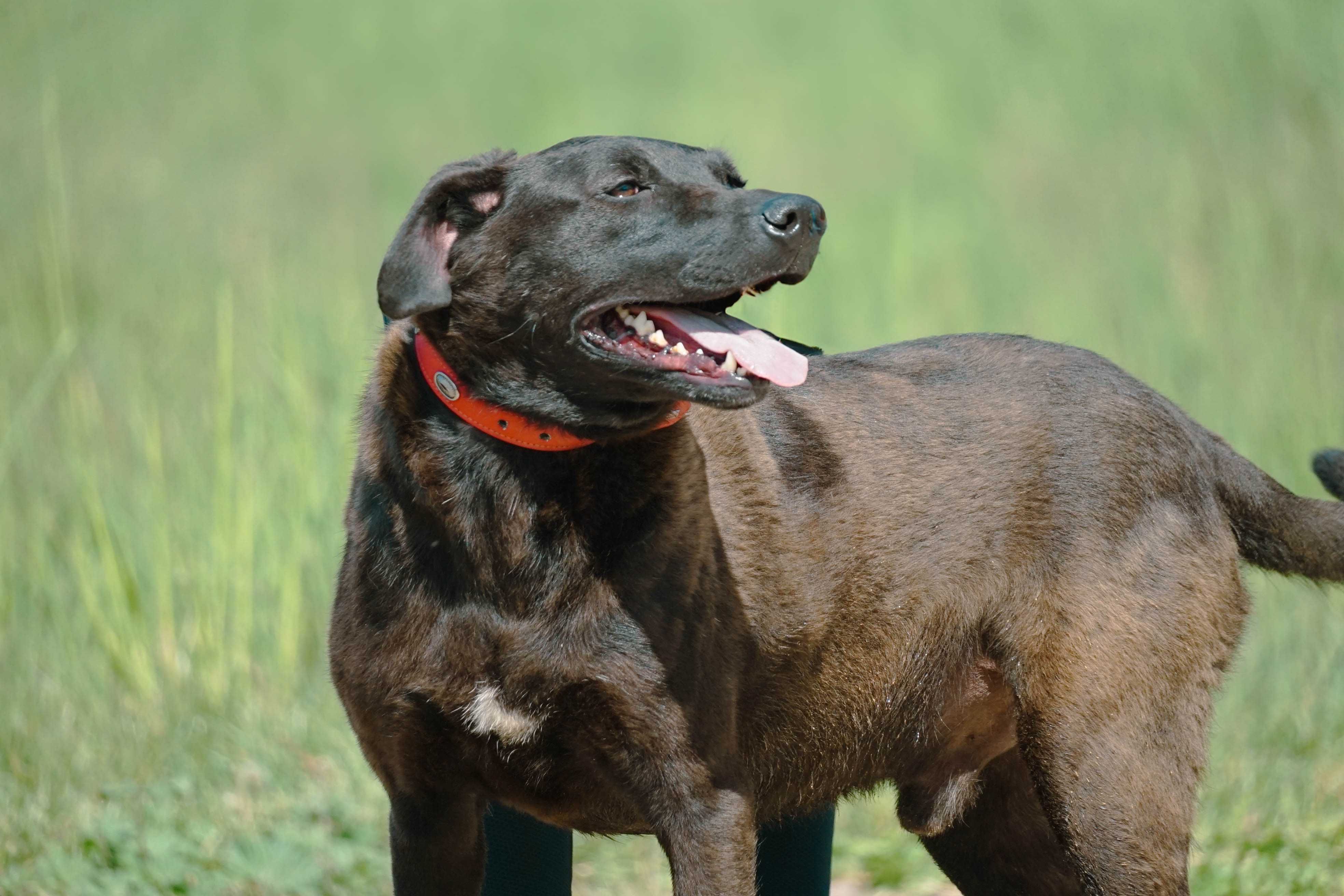 ALAN - śliczny pies w typie labrador