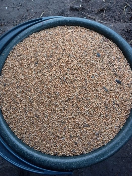 Просо жовте просо для папуг