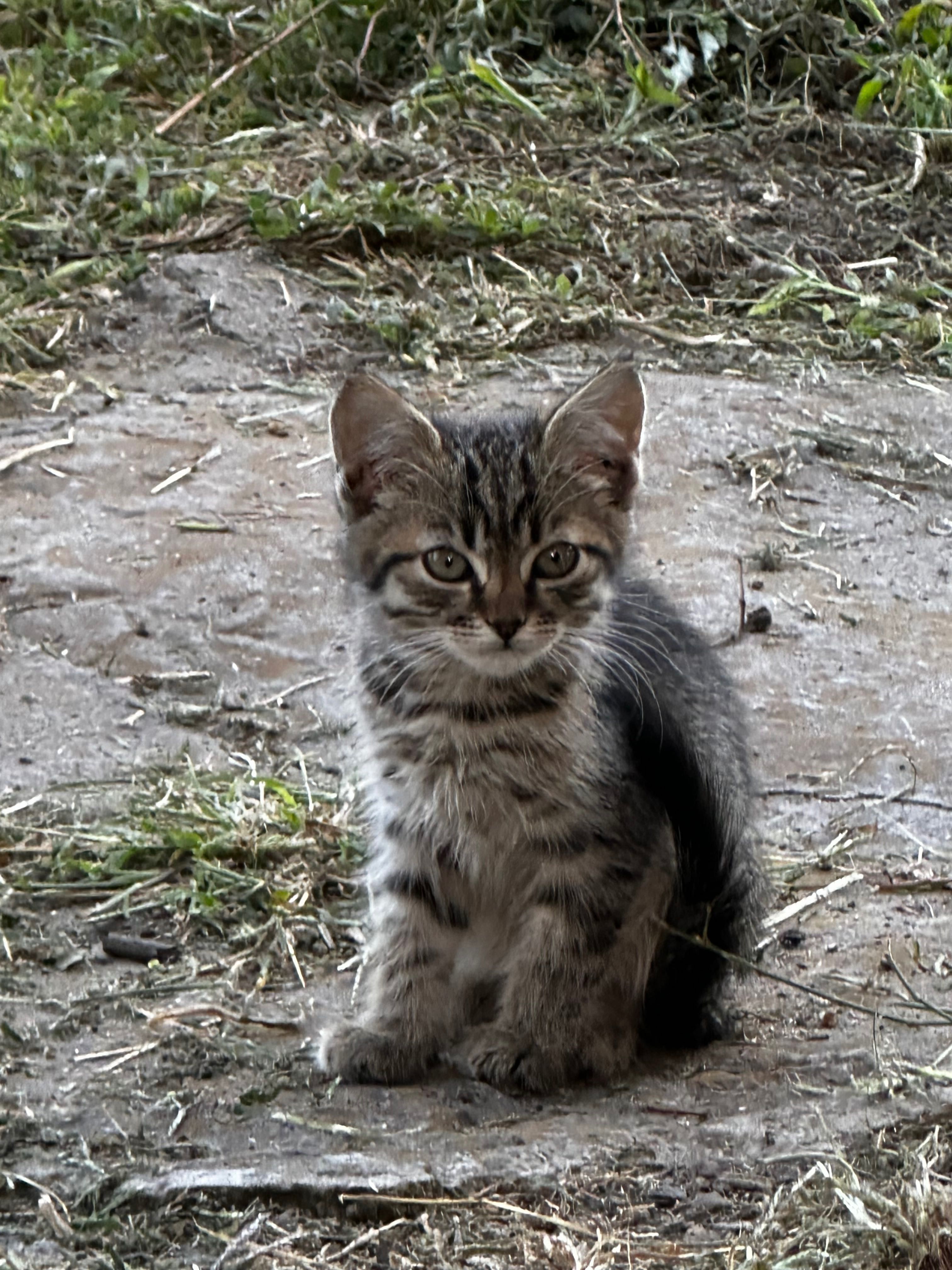 Кошенята шукають дім
