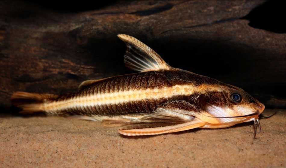 Sum Liniowy - Platydoras
