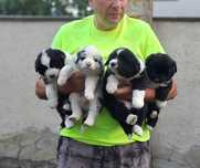 Щенята Бордер коллі border collie