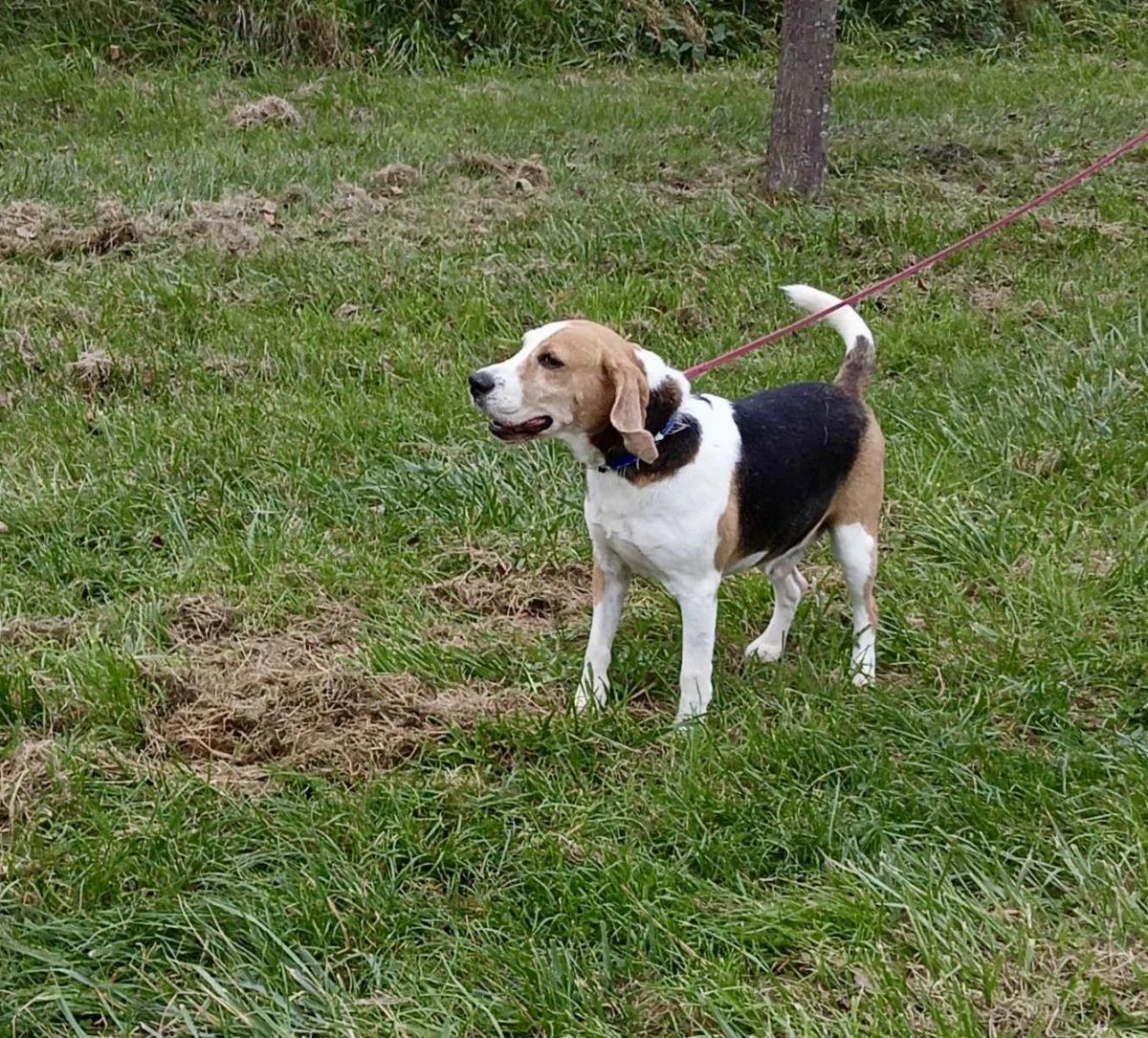 Nico w typie Beagle do adopcji!