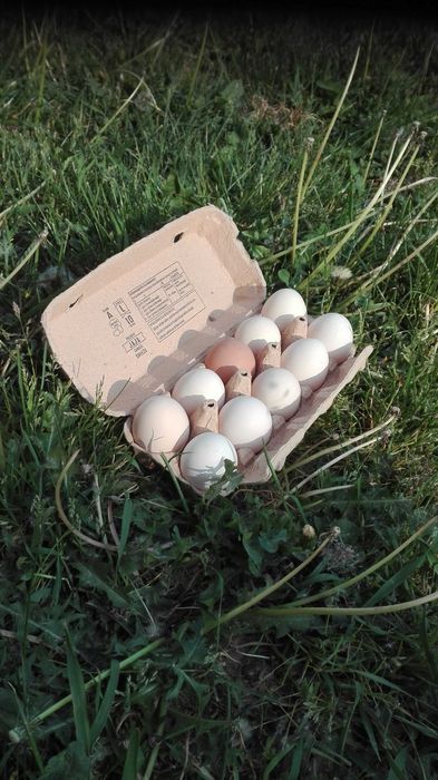 Sprzedam jajka wiejskie