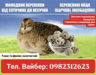 Перепел, перепілки, яйце, тушки, копчені перепілки