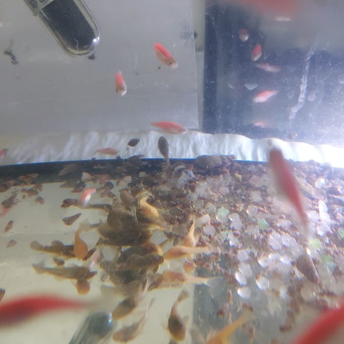 Glonojady niebieskie i złote