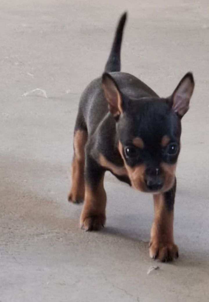 Cachorrinhos desponiveis