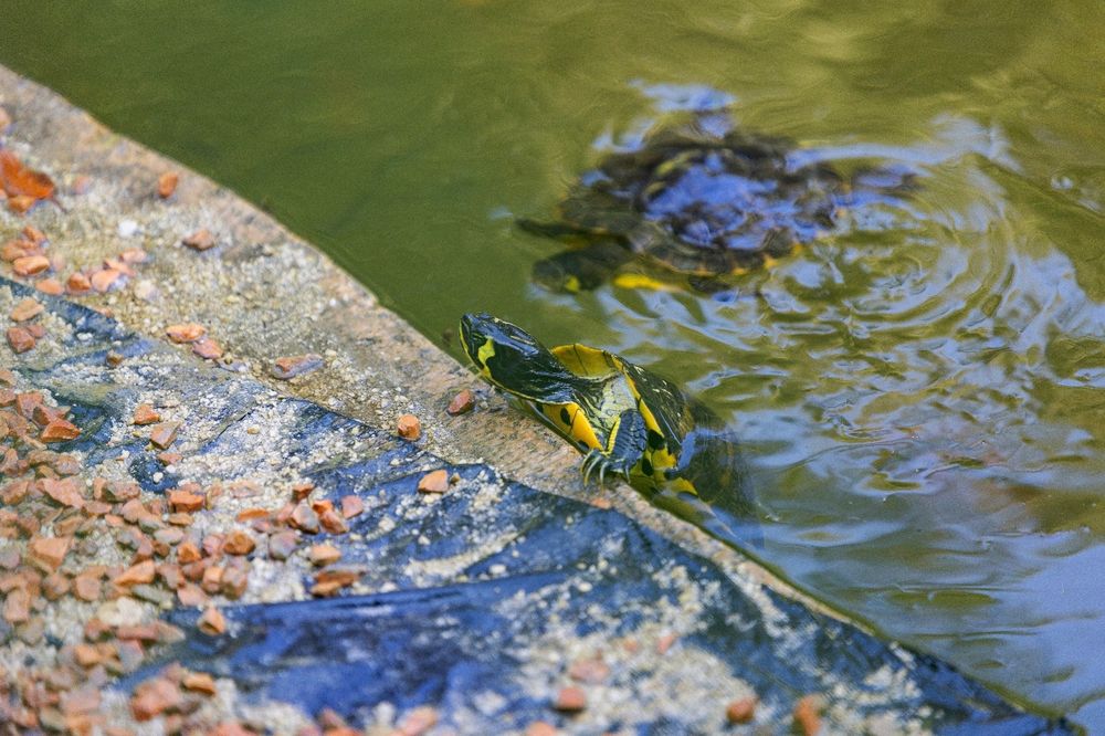 Włochy Wakacje w stylu "Dolce Vita"! Small Camp KR Baia Domizia Włochy