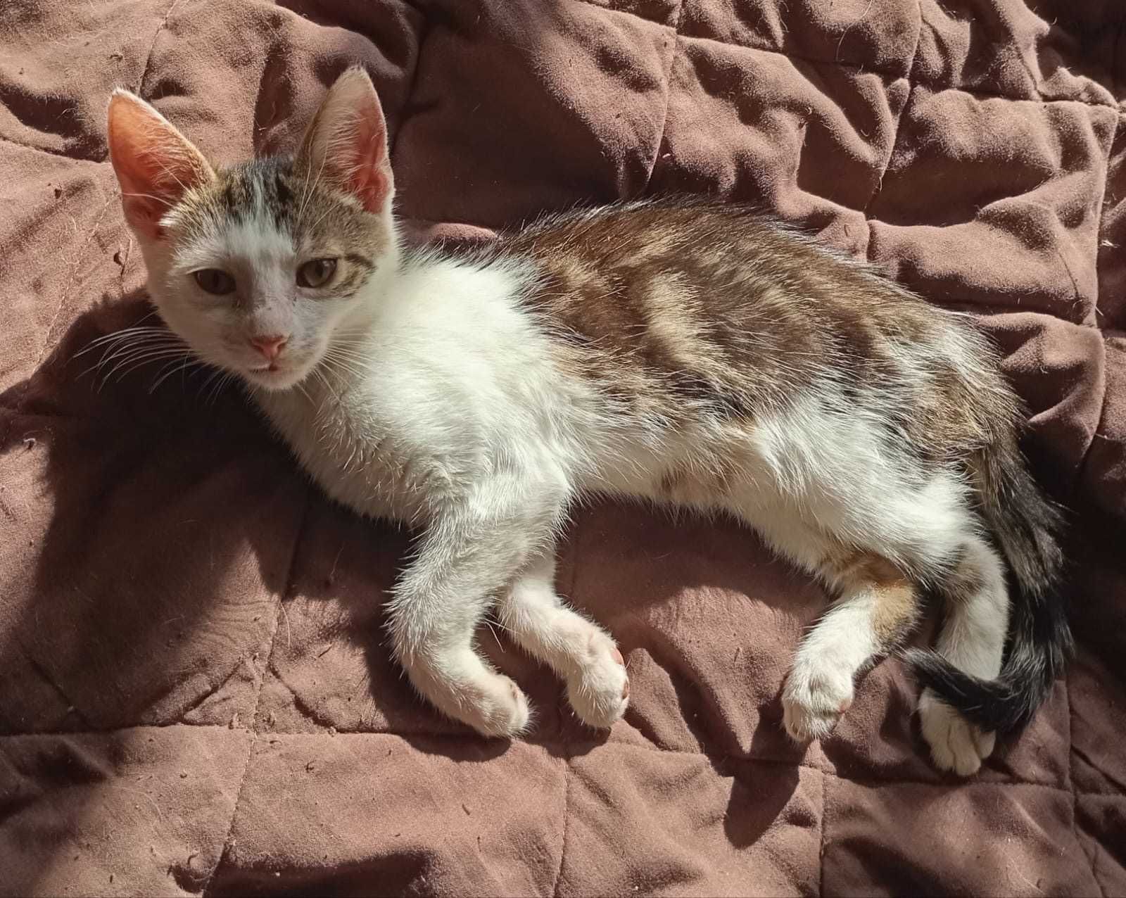 kotki  do adopcji, oswojone, zdrowe
