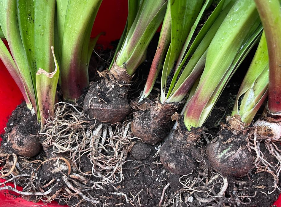 Гіппеаструми з насіння, 5 років