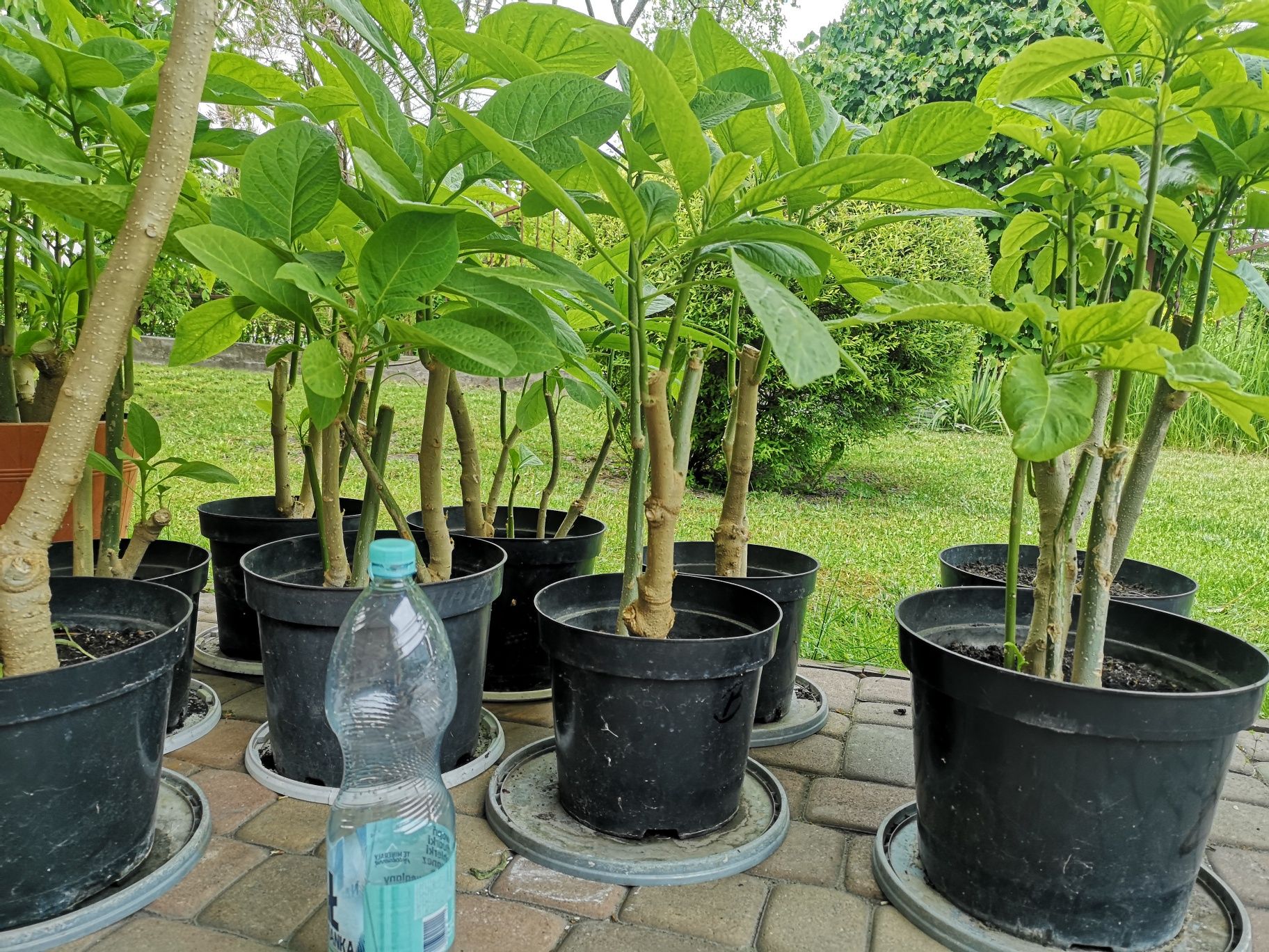 Datura brugmansia anielskie trąby  biała dwuletnia okazja