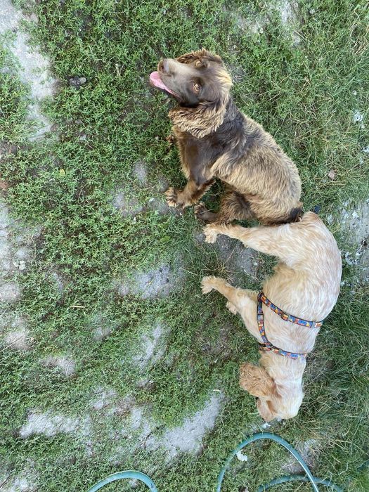 Бронь цуценят спаніеля