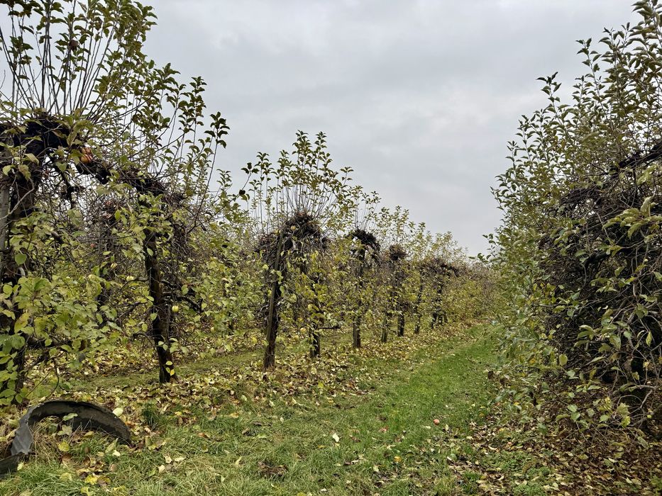 Sprzedam sad,  Ostrołęka