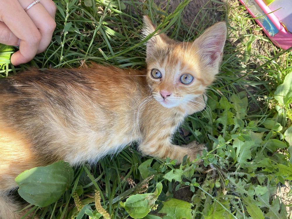 Кошення відам в добрі руки