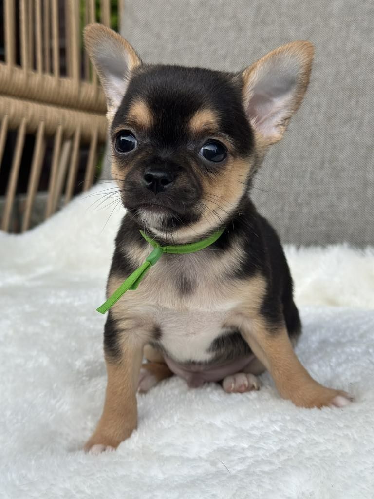 Sliczny chlopiec Chihuahua