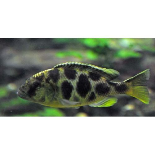 ЦИХЛІДИ (золотий леопард)