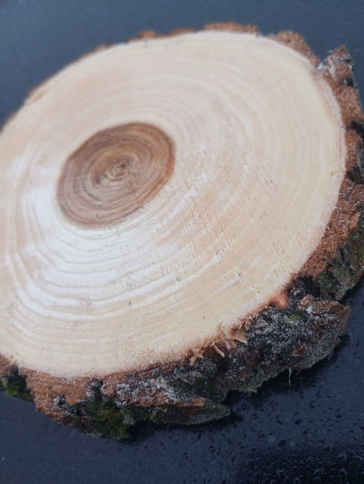 Plaster drewna Wierzba krążek 10-15 cm 2cm