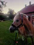 Sprzedam klacz rasy Haflinger