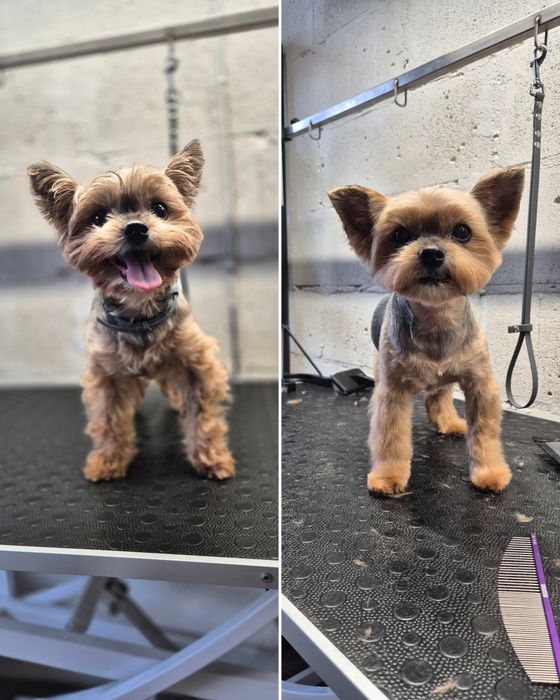 Стрижка собак Виноградарь. Груминг. Ультразвук