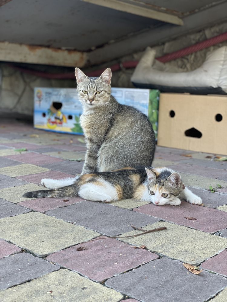 Кошенята шукають сімʼю / віддам