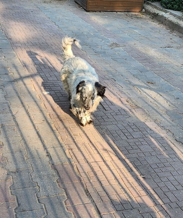 Tobie, Pani się wyprowadziła i Go zostawiłam.