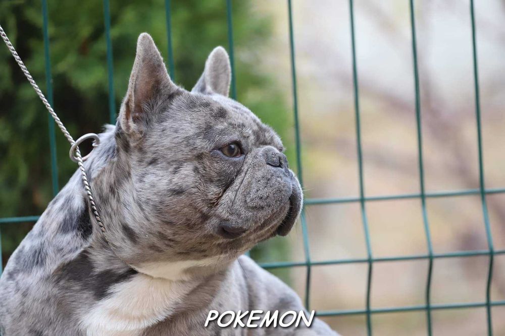 Голубий мерлє француз на в'язку