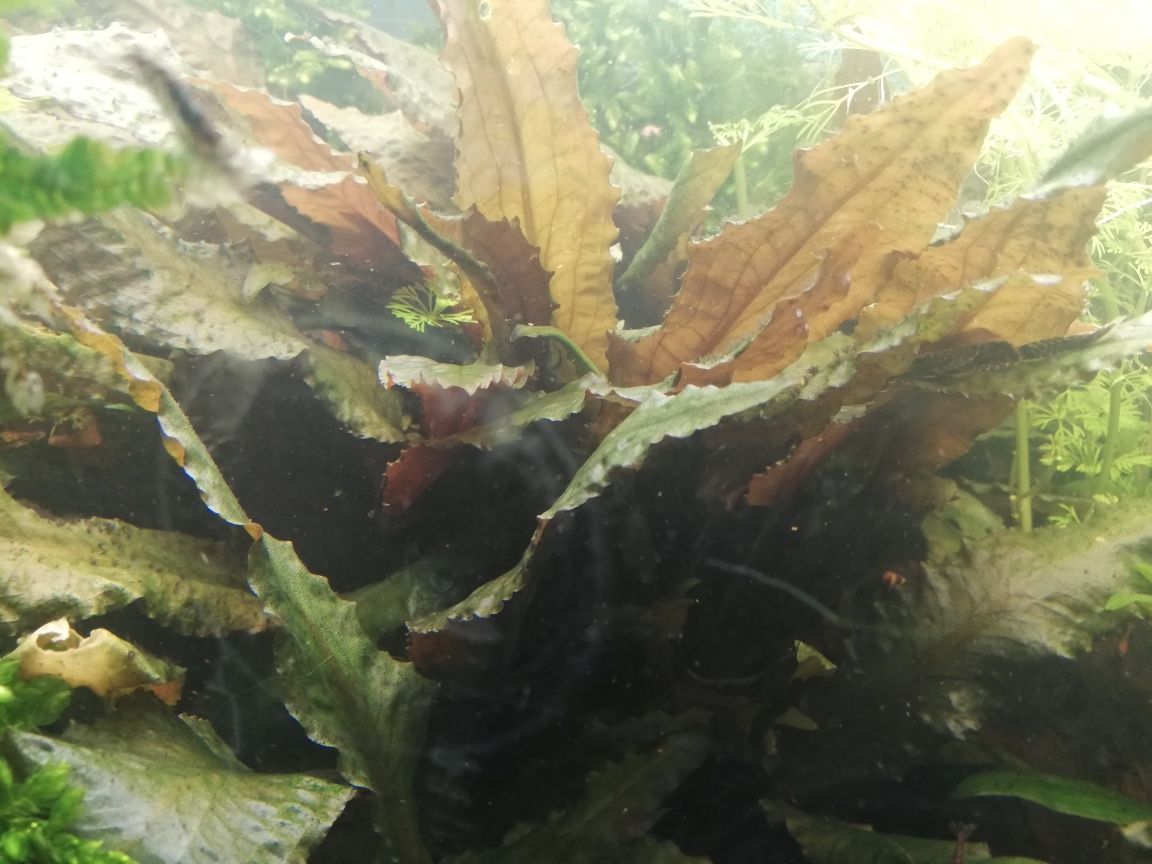 Cryptocoryne wendtii brown