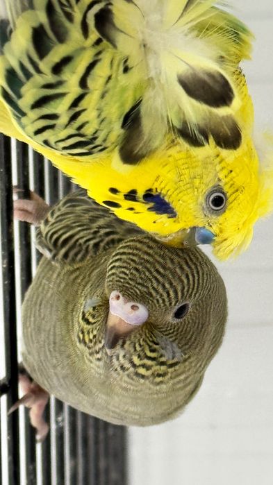 Periquitos Black face | Hangoromo