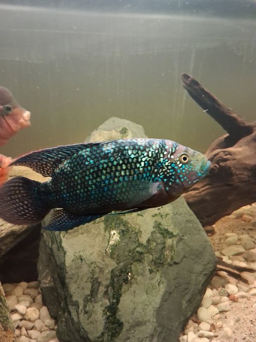 Pielegnica niebieskołuska