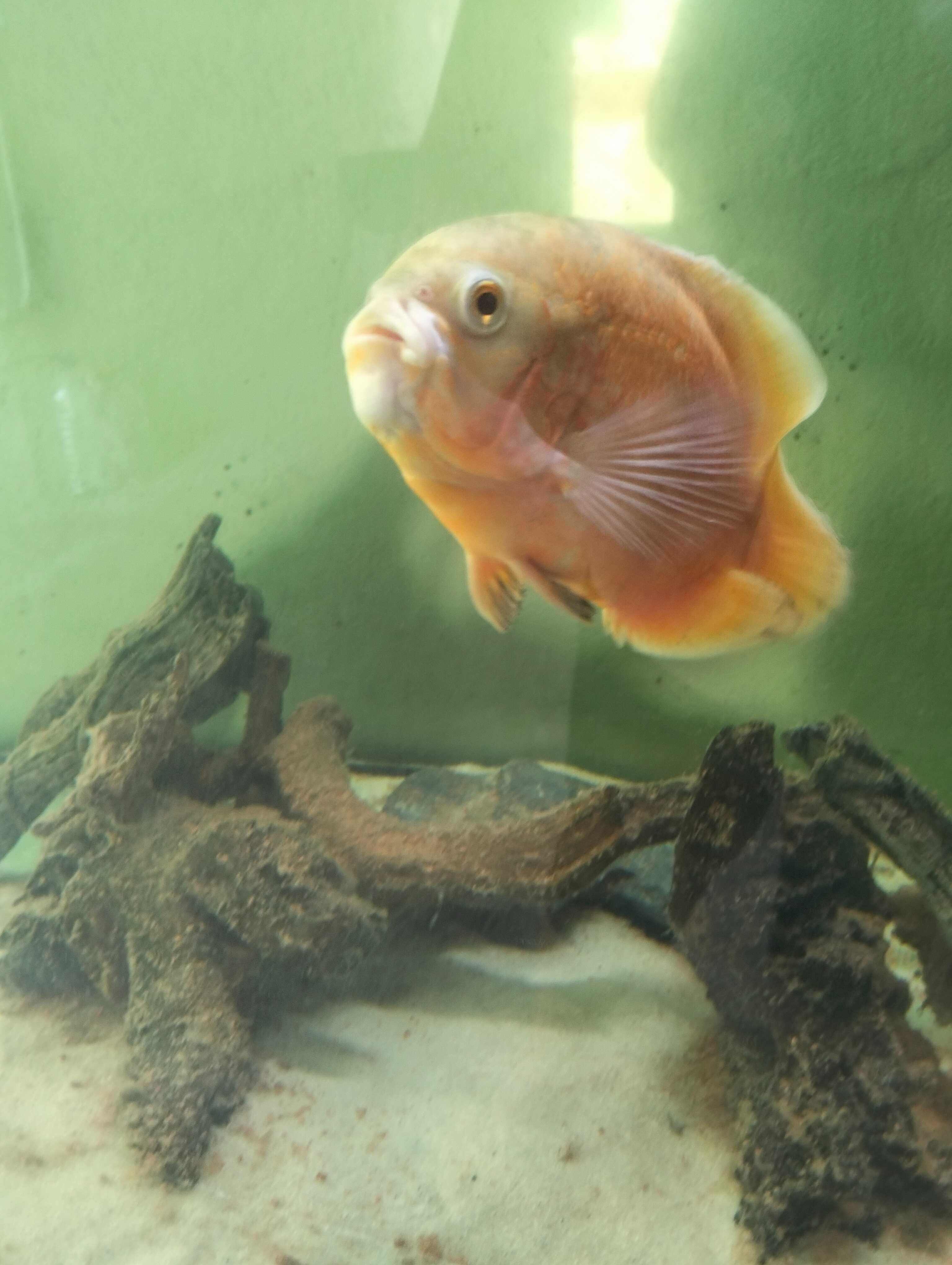 Peixe Óscar para venda