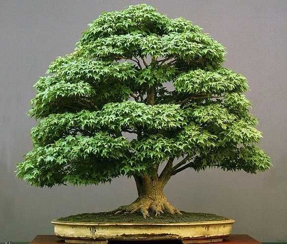 Насіння кімнатного дерева Клен бонсай