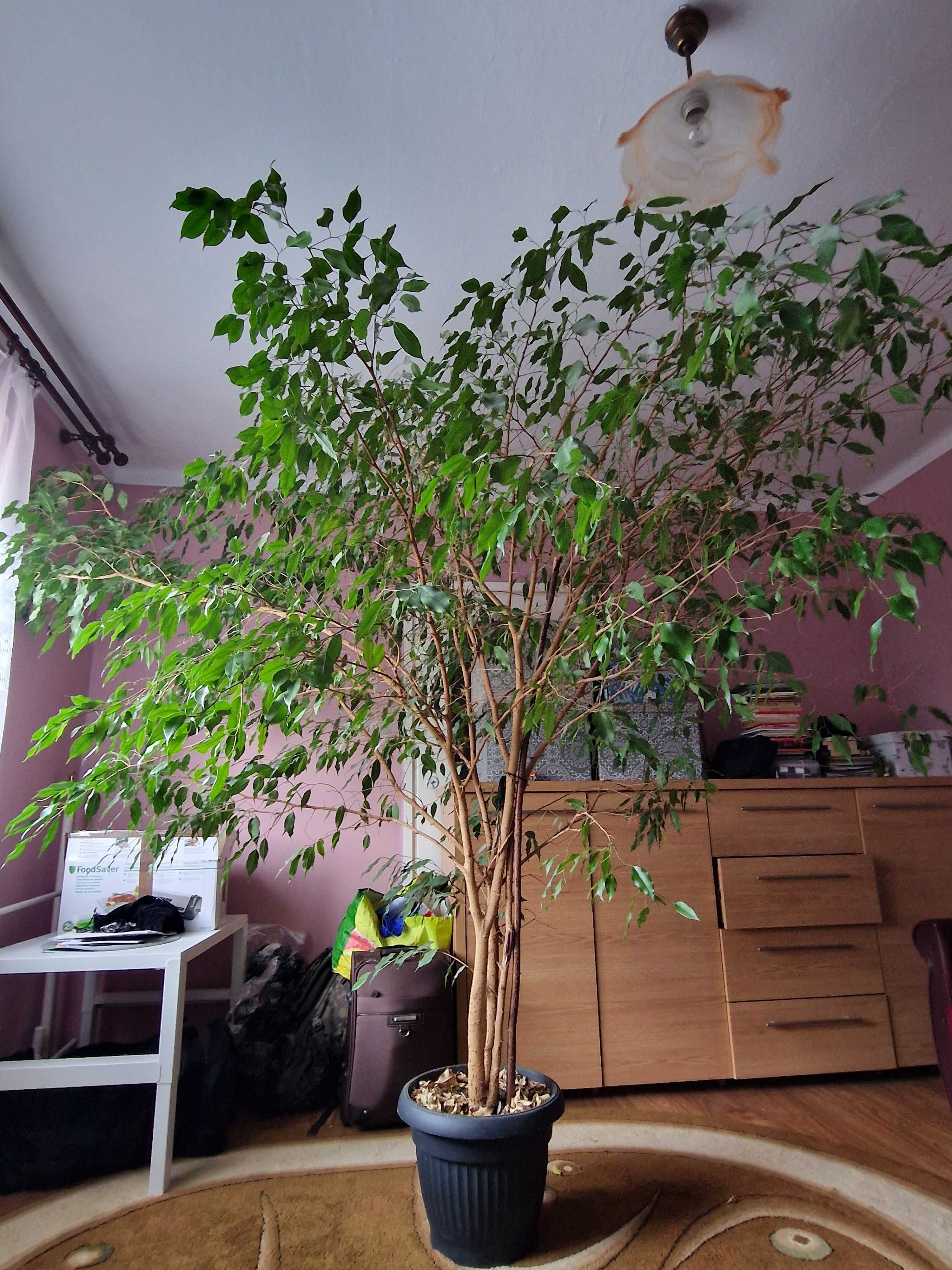 Figowiec benjamina