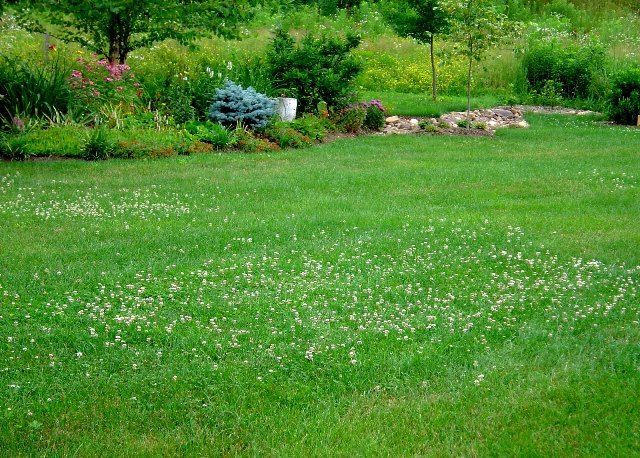 Цветущий микроклевер Pipolina 5% + низкорослый газон для ленивых