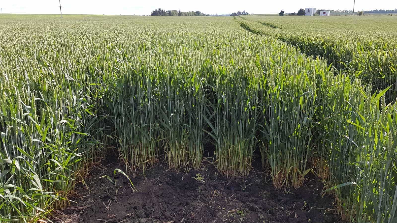 Siew  rzepaku, zbórz,  uprawa pasowa,  strip till
