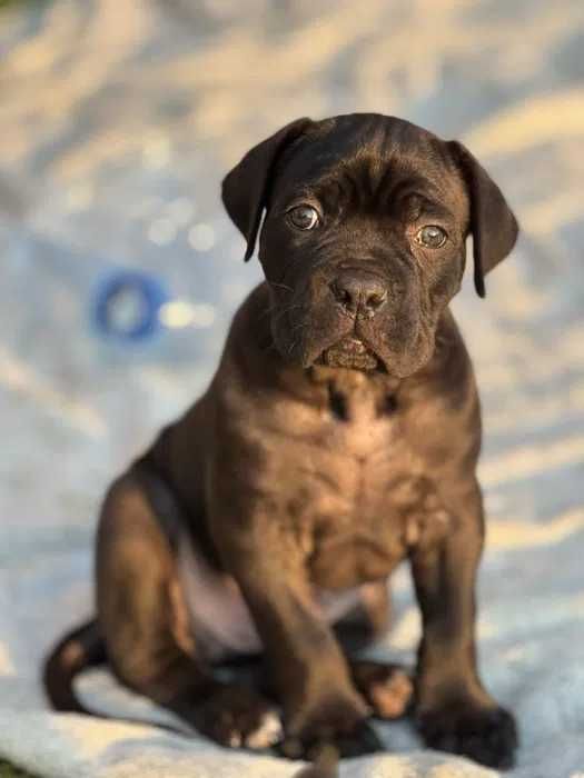 Czarny samiec Cane Corso ZKwP/FCi