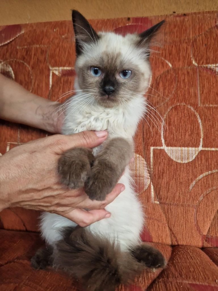 Ragdoll rag kocurek