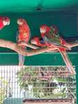 Aves platycercus - Roselas