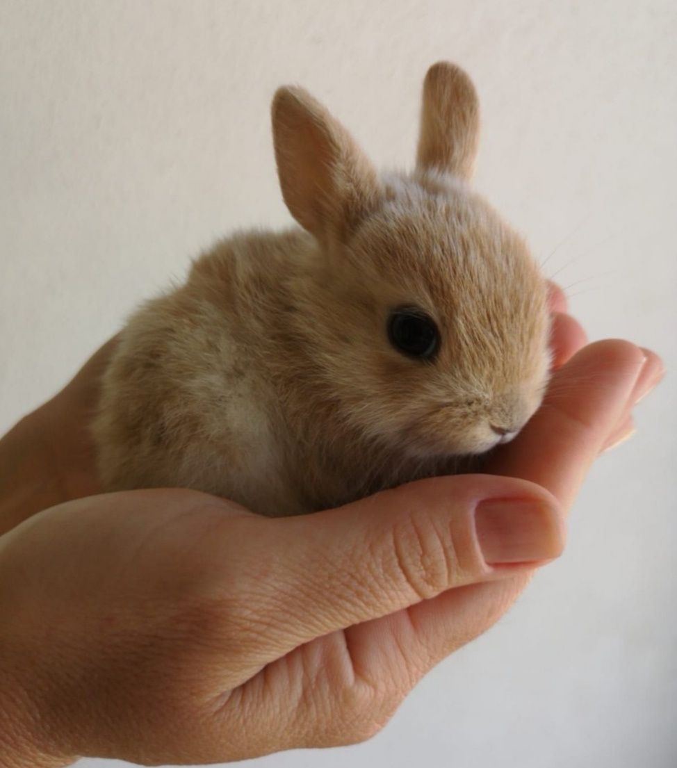 Coelhos anões lindíssimos