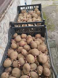 Продам їстівну і посадкову картошку