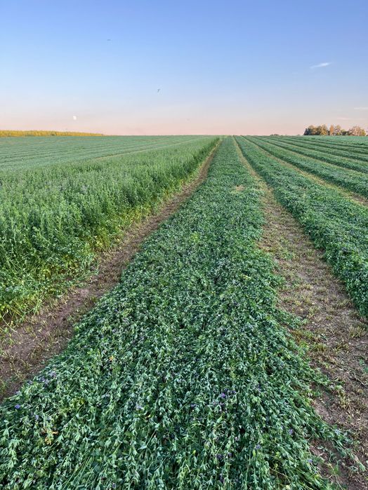 sianokiszonka z lucerny