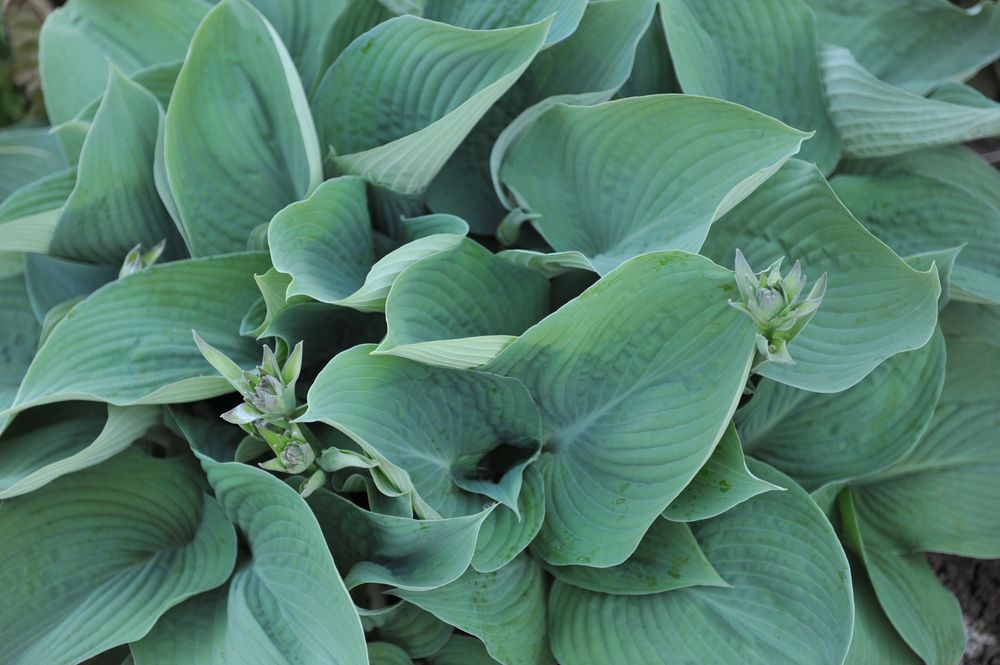 Funkia Hosta 'Blue Angel' Doniczka 3.0L Ogromne niebieskie liście