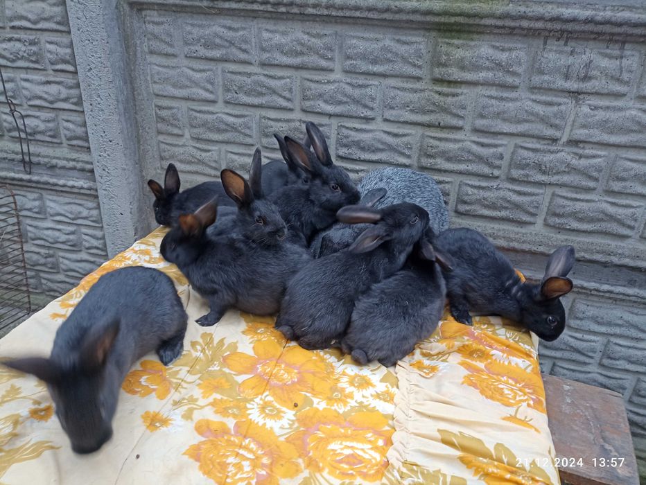 Продам кролі, кролики Полтавське срібло
