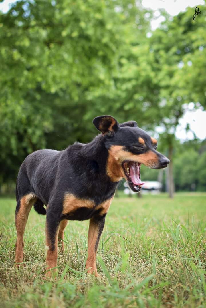 Pies w typie rasy pinczer poleca się do adopcji.