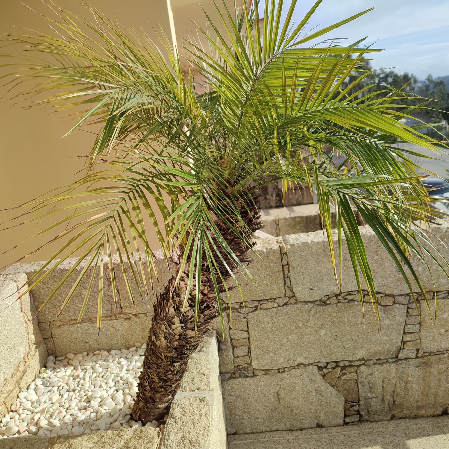 Palmeira Phoenix roebelenii