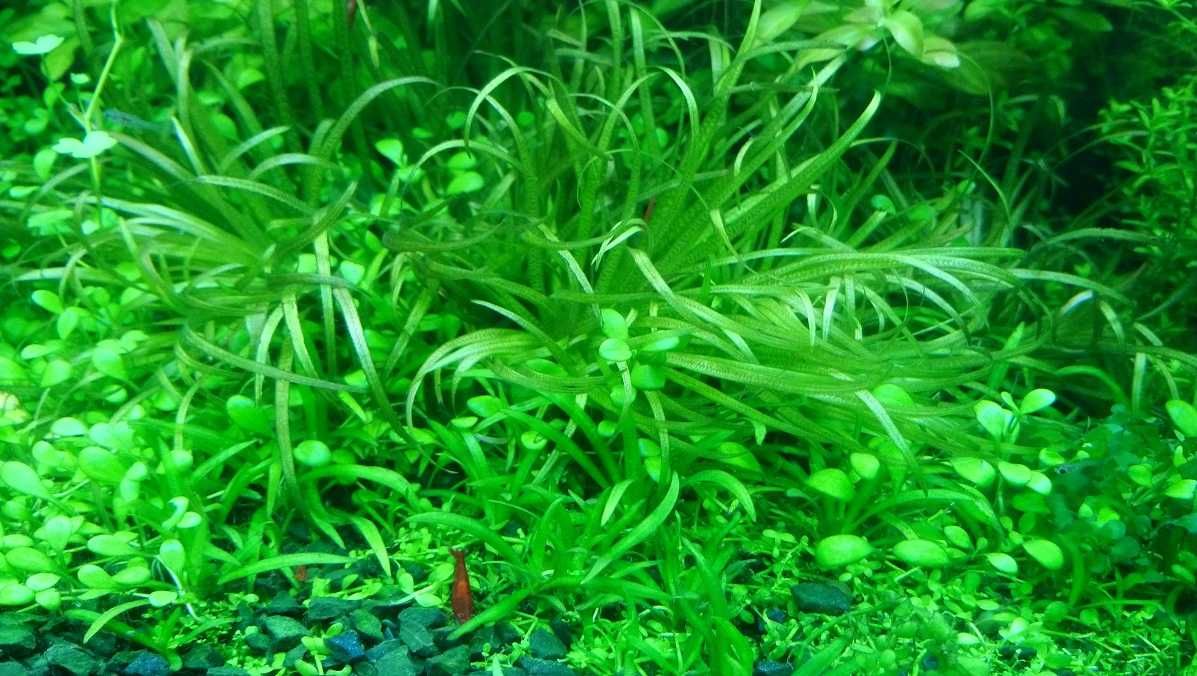Rośliny akwariowe - nadmiar z mojego akwarium