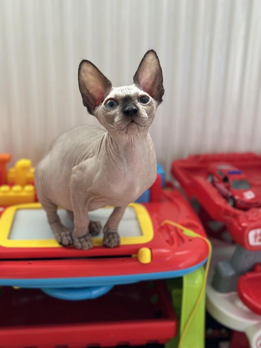 Мальчик сфинкс - супер!