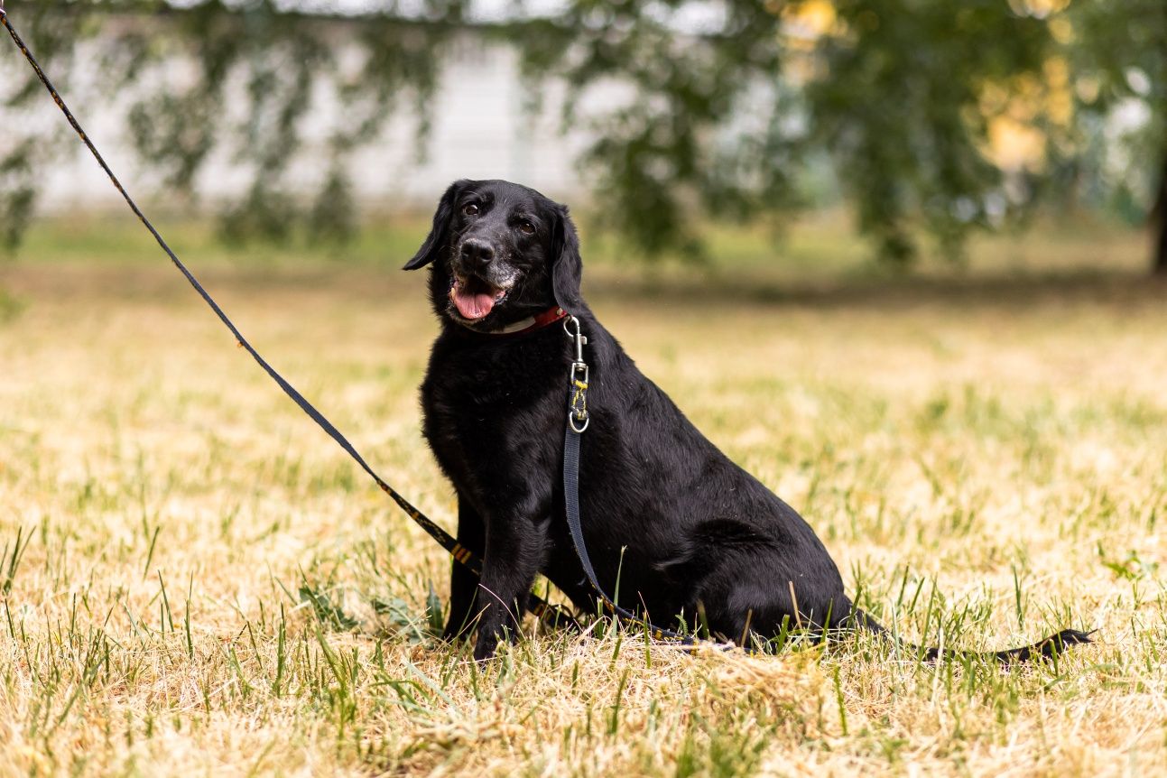 Zbychu - nieduży psiak, całe życie w schronisku, do adopcji