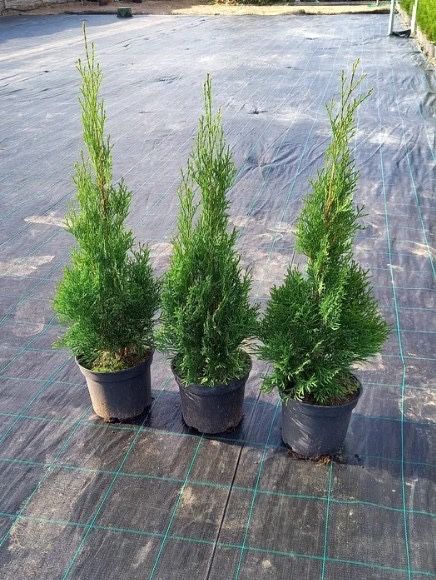 Туя,самшит- доступна ціна-є опт