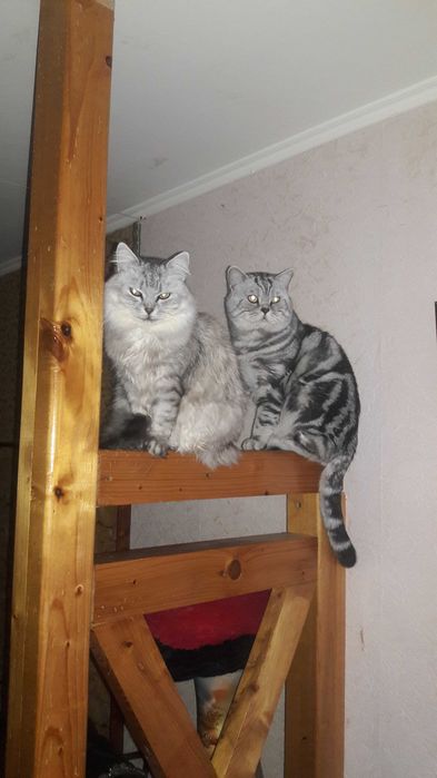 Вязка шотландський кот